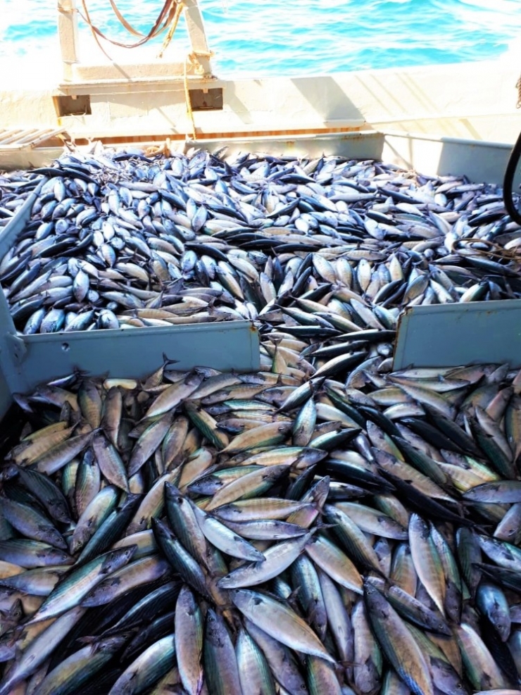Karadeniz’de Görülmemiş Bolluk: Denizden Yüzlerce Kasa Palamut Çıktı