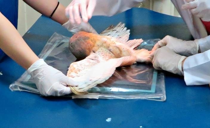 Ordu’da Tedavi Edilen Yaralı Hayvan Sayısı Artıyor