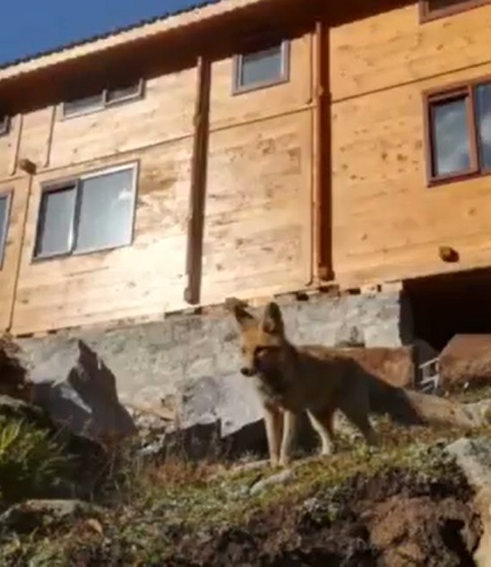 ’Cino’ Didingola’yı Mesken Tuttu