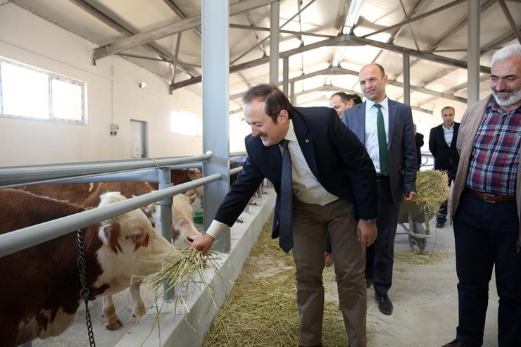 Bayburt’ta Hayvancılığa Önemli Destek