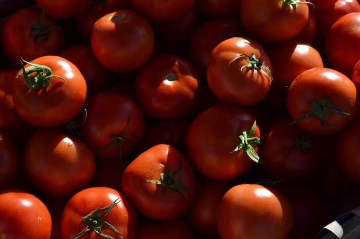 Domatesi ’Tuta’ Hastalığı Vurdu