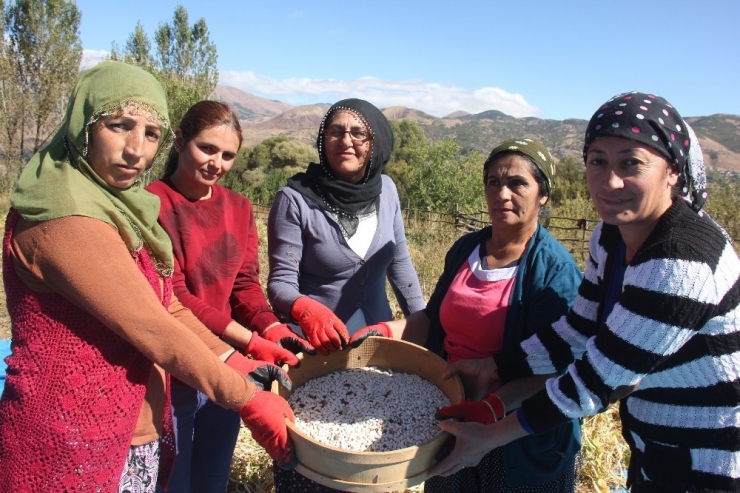 Bingöl’de Horoz Kuru Fasulyesinin Coğrafi İşaret Başvurusu İçin Hasadı Yapıldı