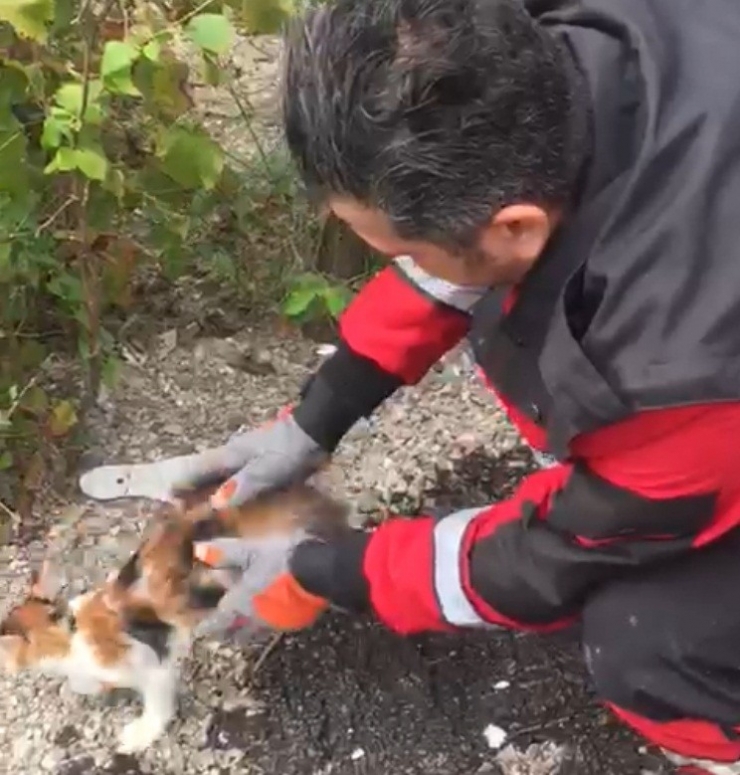Ağaçta Mahsur Kalan Kedi İçin Seferber Oldular