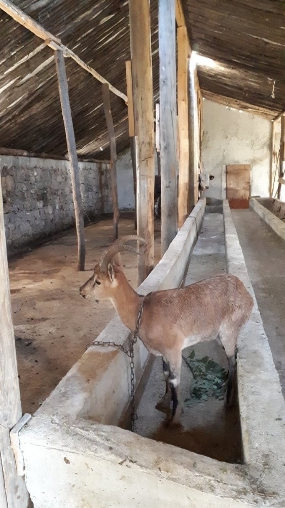Köpeklerden Kaçan Yaban Keçisi Ahıra Saklandı