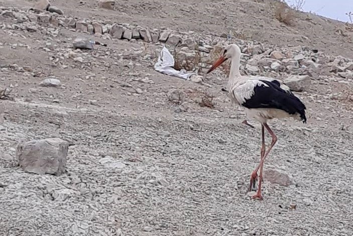 Tedavi Edilen Leylek Ve Atmaca Doğal Ortamına Bırakıldı