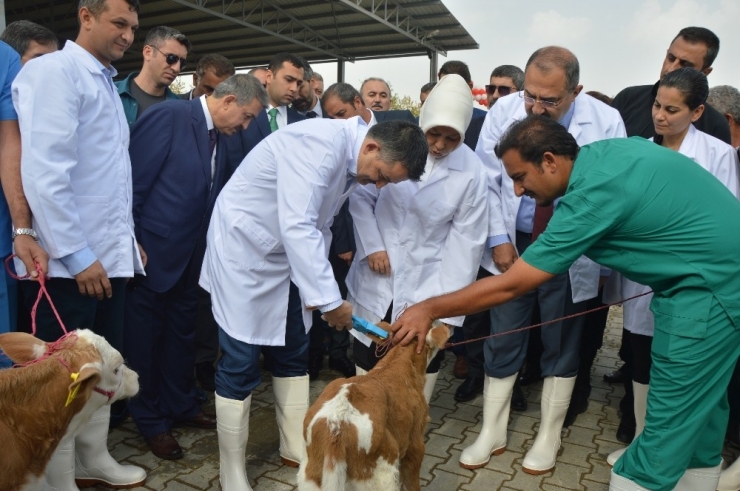 Bakan Pakdemirli’den Müjde: "Yerli Karkas Et Fiyatları 29 Tl’den Alınacak"