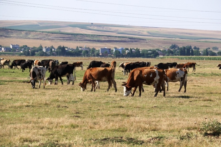 Diyarbakır’da Köyden Kente Göçün Önüne Geçecek Proje