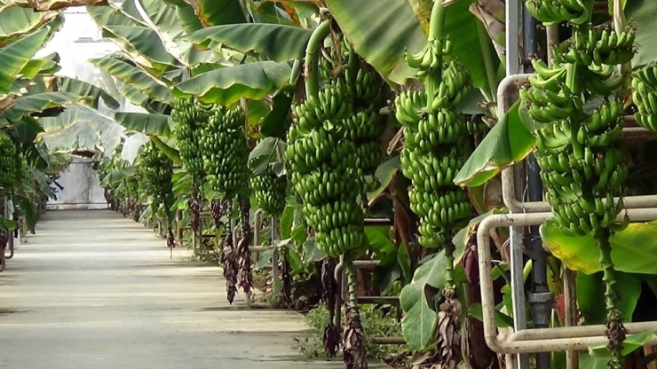 Manisa’da Termal Muz Serası