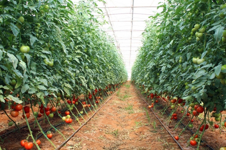 Antalya’da Güzlük Domates Hasadı Başladı