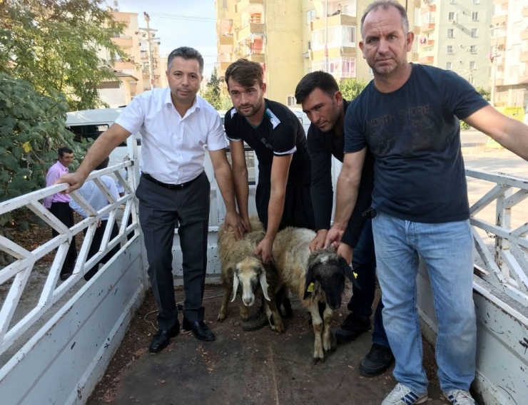 Erdemli’de Genç Çiftçilere Koyun Dağıtıldı