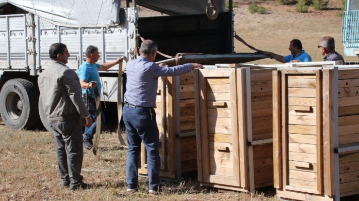 Gümüşhane’de 4 Kızıl Geyik Daha Doğaya Salındı