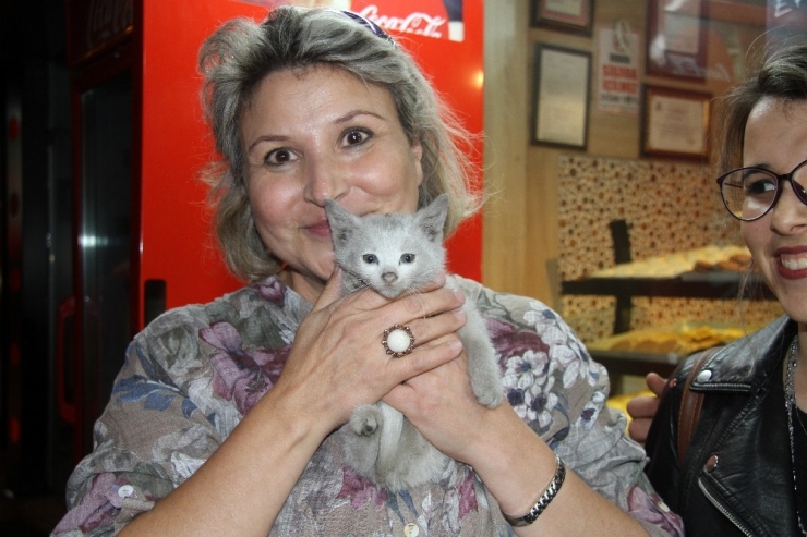 Isparta’da Yavru Kedi Operasyonu