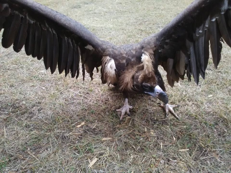 Sarıkamış’ta Bulunan Kara Akbaba Emin Ellerde