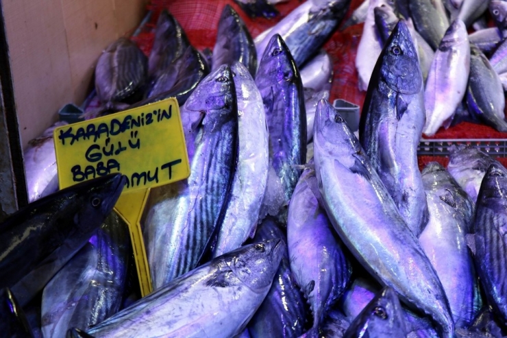 Balık, Karadeniz’den Ege Ve Akdeniz’e Göç Ediyor