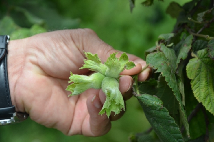 Ordulu Fındık Üreticileri: "Pazarda 12 Tl’den Satmaktansa, Bu Fiyat Daha İyi"