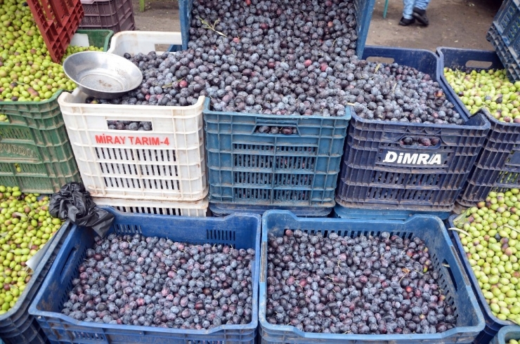 Kilis’te Sofralık Zeytin Piyasada