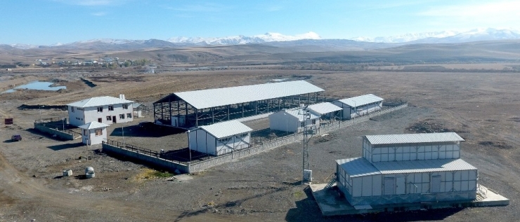 Büyükşehir Horasan’a Canlı Hayvan Pazarı Yaptı