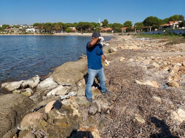 Didim’de Sahil Güvenlik Ekiplerinden Caretta Caretta Seferberliği