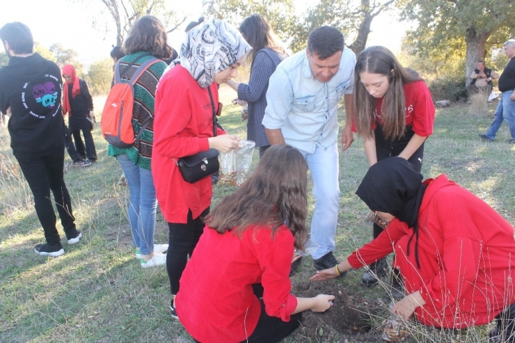 Binlerce Meşe Palamudu Toprakla Buluştu