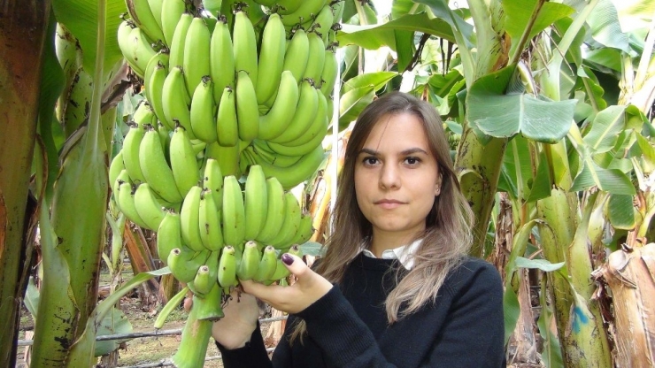 Silifke Muzu Üreticisinin Yüzünü Güldürüyor