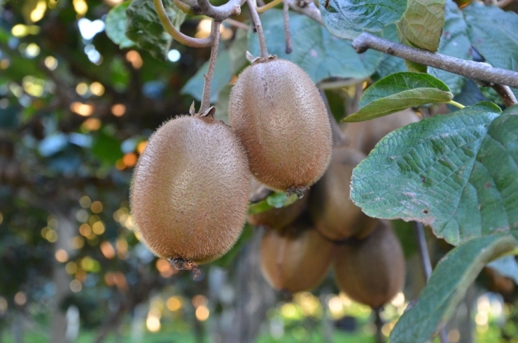 Ordu’da Kivi Hasadına Başlandı