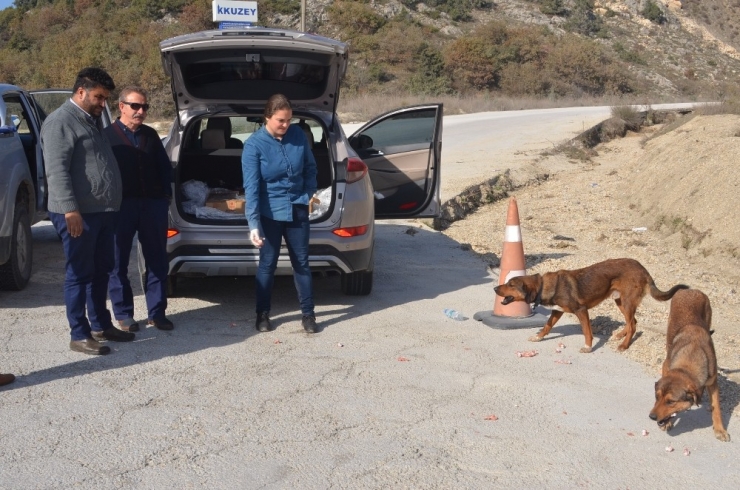 Ormana Terk Edilmiş Sahipsiz Köpeklere Bozüyük Belediyesi Sahip Çıktı