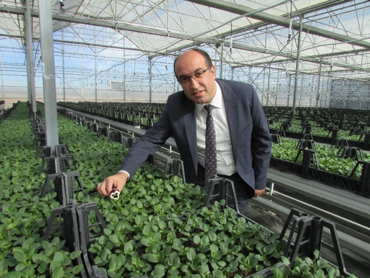 Termal Seralarda 4 Mevsim Çiçek Üretimi