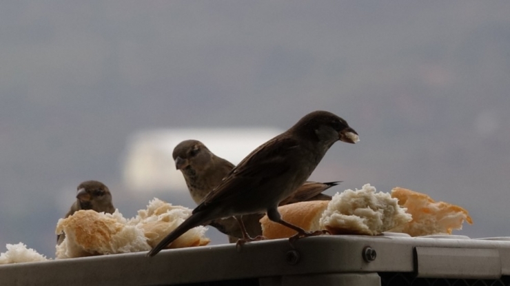 Klima Motorunda Isınan Serçeler, Ekmekle Besleniyor