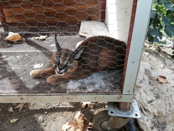 Aç Kalan Karakulak Kümeste Yakalandı