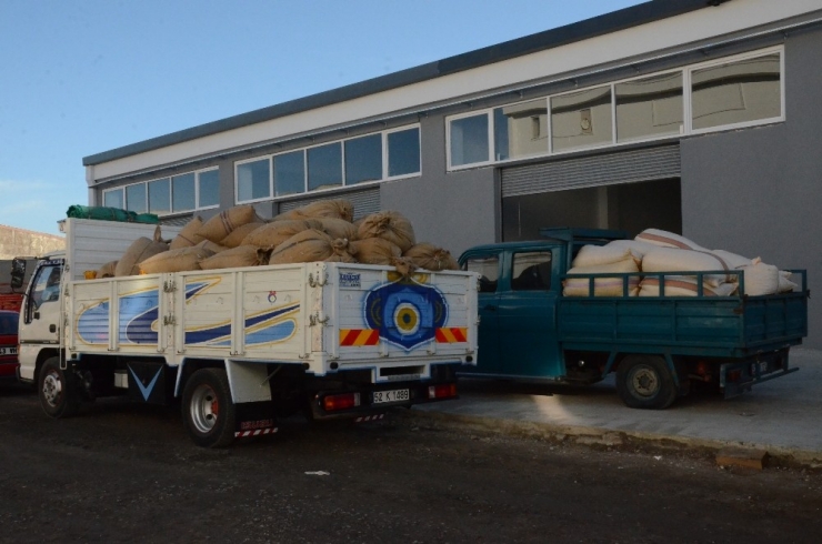 Tmo Fındık Alımlarına Başladı