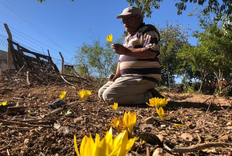 Yok Olmaya Yüz Tutan Çiğdemleri Bahçesinde Yetiştirip Doğada Ekiyor