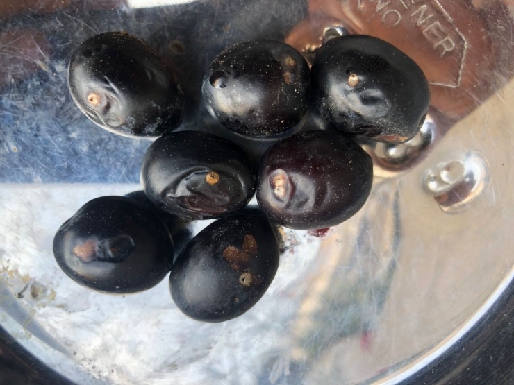 Gemlik Zeytini Hastalıkla Boğuşuyor