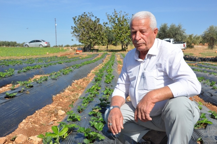 Anamur’da Gördü Reyhanlı’da Ekti