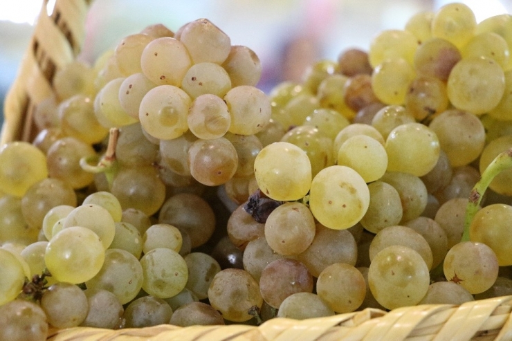 Kahramanmaraş Tarım Gıda Ve Hayvancılık Fuarı Açıldı