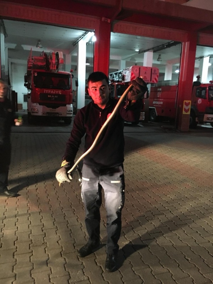 Otomobilin Tekerinden 1.5 Metrelik Yılan Çıktı