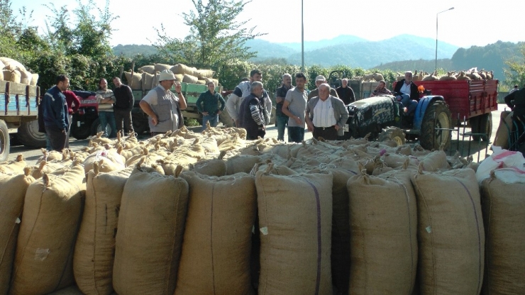 Tmo Fındık Alımına Başladı, Depo Önünde Uzun Kuyruklar Oluştu