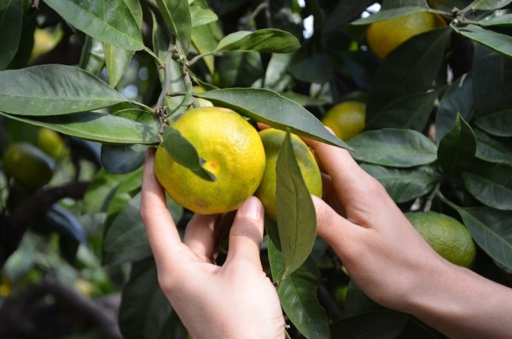 Doğu Karadeniz’de Narenciye Hasadı Başladı