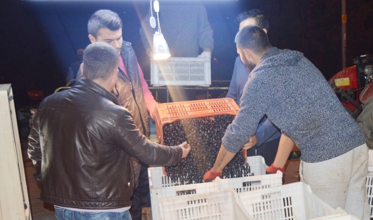 Erdek’te Zeytin Hasadı Sürüyor