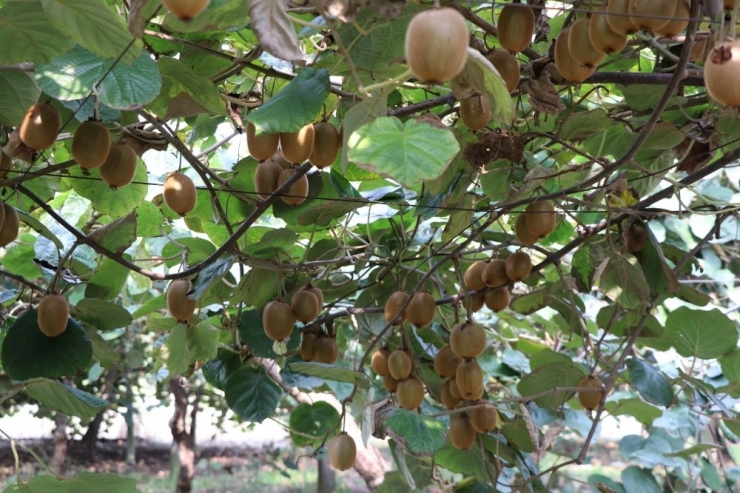 Yalova’da 25 Bin Ton Kivi Beklentisi