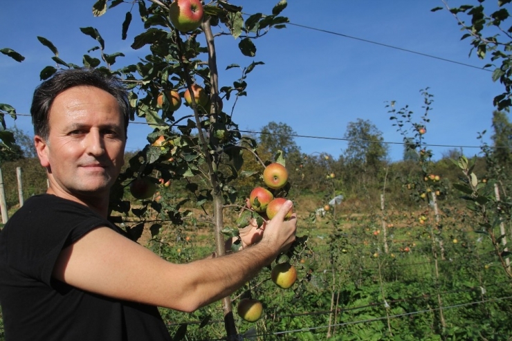 Amasya Elmasına Rakip Praziz Elmasının Hasadına Başlandı