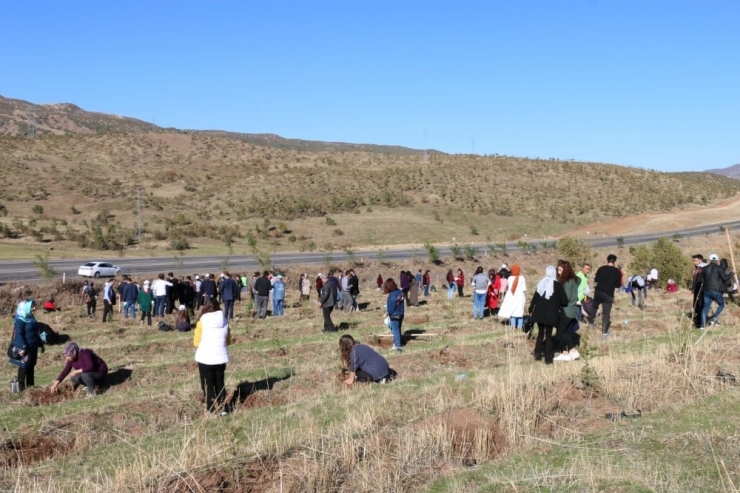 Bingöl’de 2 Bin 443 Fidan Dikildi