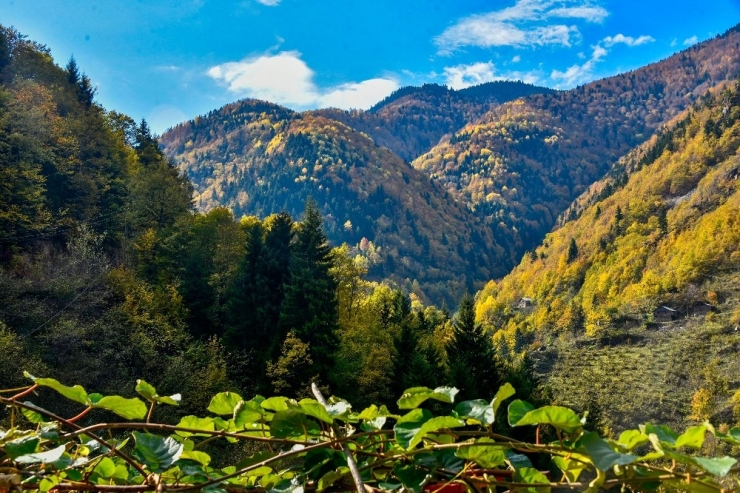 Örümcek Ormanlarında Renk Cümbüşü