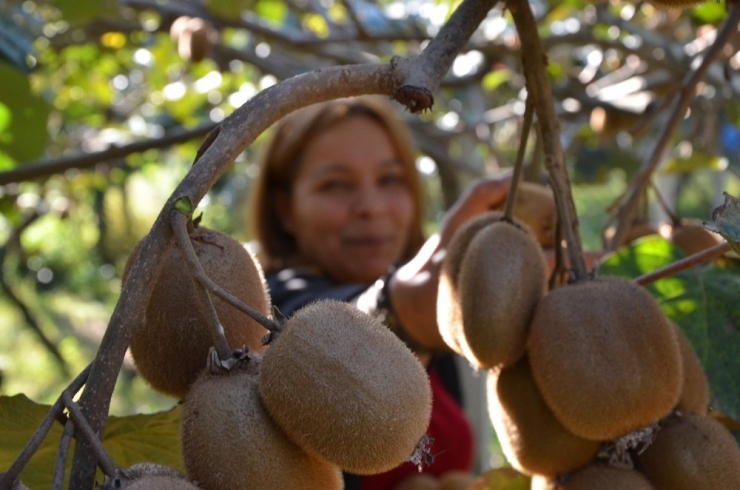 Ordu Kivisine İlgi Artıyor