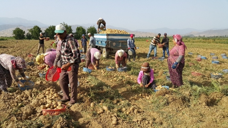 Kış Patatesi Sökümü 10 Güne Kadar Başlıyor