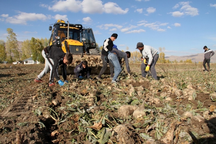 Muradiye’de Şeker Pancarı Sökümü Devam Ediyor