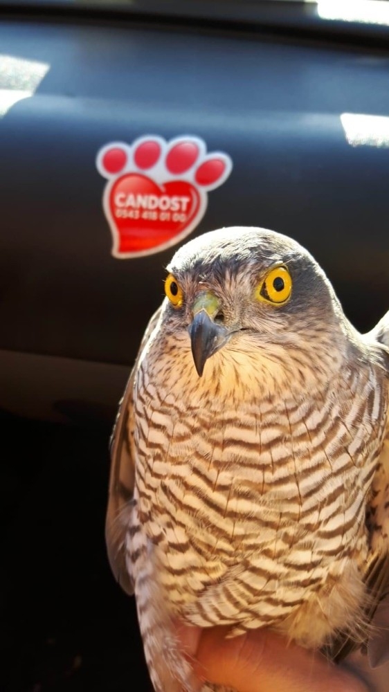 Yaralı Atmaca Tedaviye Alındı