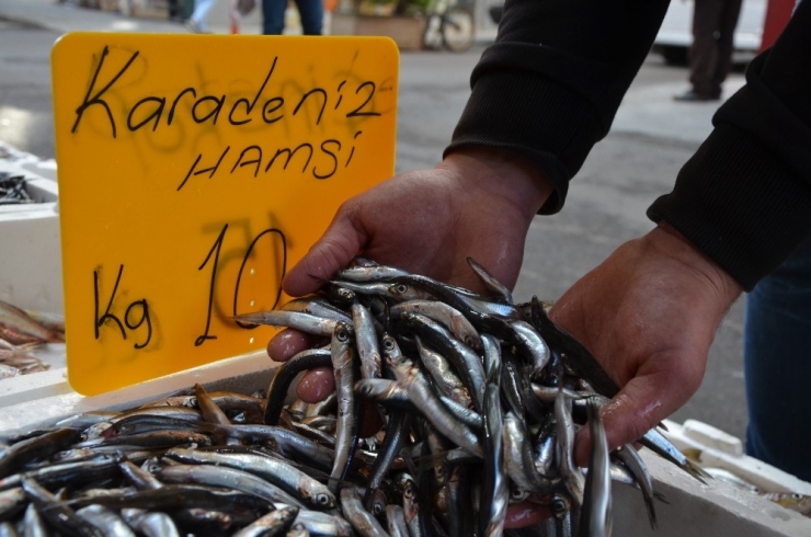 Karadeniz Hamsisi Tezgahlarda