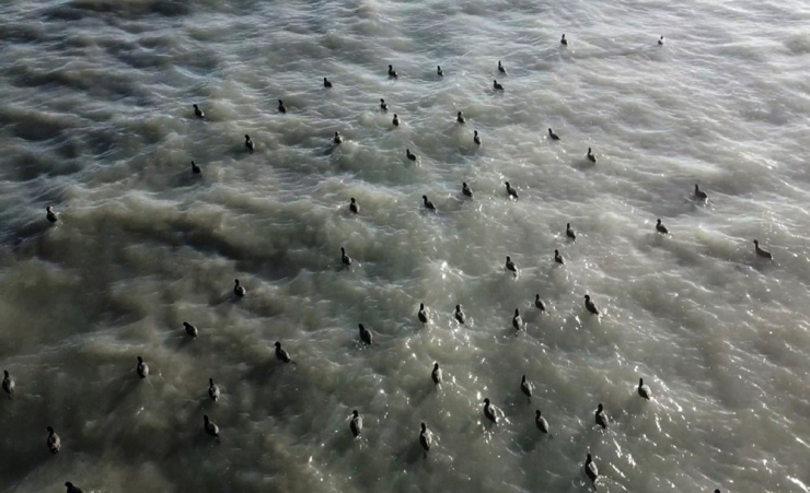 Flamingolar Arin Gölü’nü Mesken Tuttu