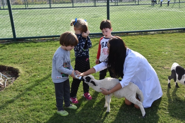 Annesiz Kalan Kuzuları Minikler Besliyor