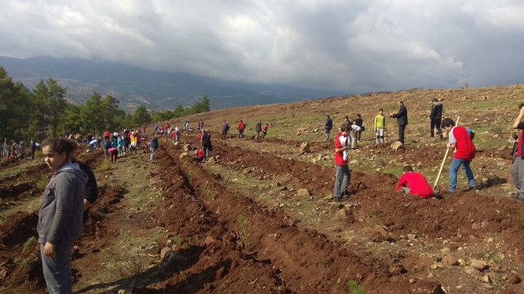 Hatay’daki Yangın Bölgesine 300 Fidan Dikildi